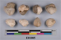 藏品(腕足類化石)的圖片